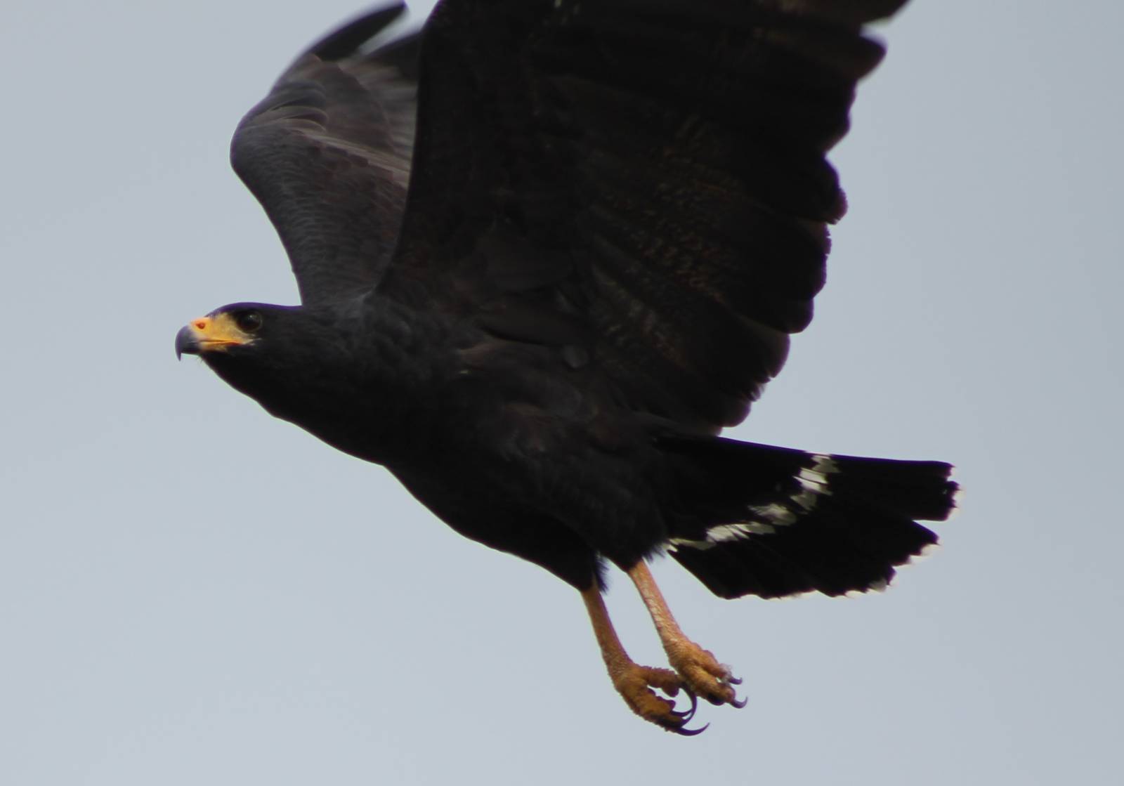 Common black hawk