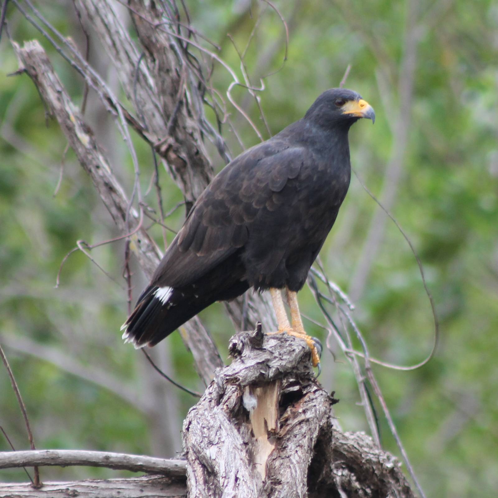 Common black hawk