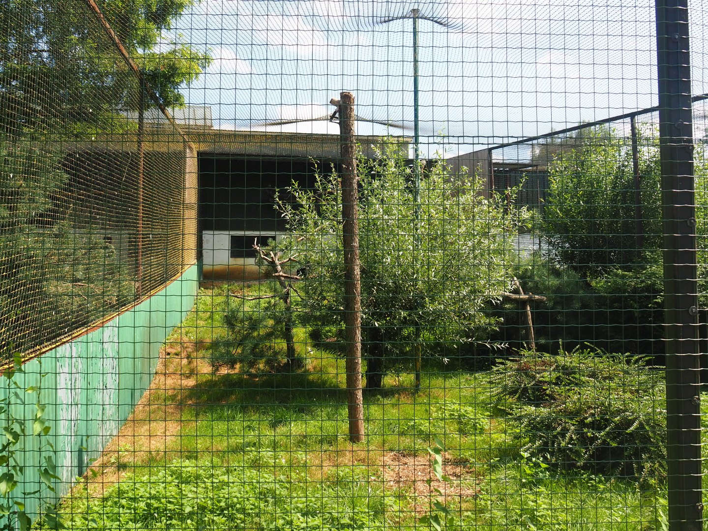 Common black kite exhibit, 2019-08-04