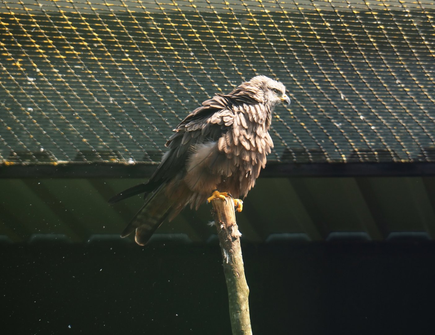 Common black kite (Milvus migrans migrans), 2019-08-04