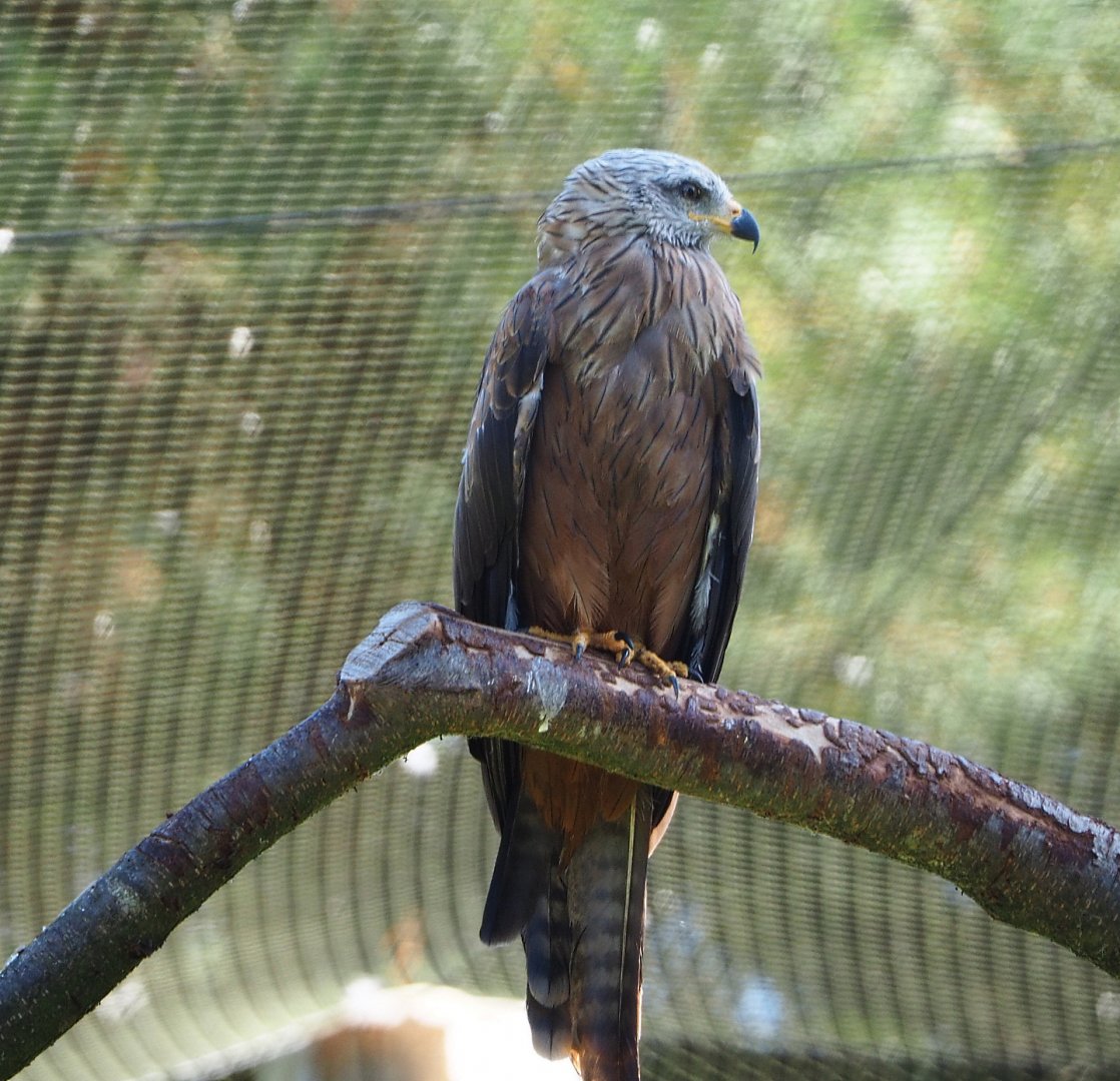 Common black kite (Milvus migrans migrans), 2019-09-15