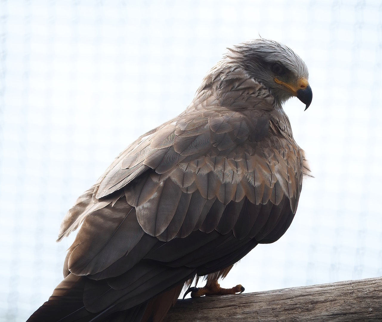 Common black kite (Milvus migrans migrans), 2022-06-12