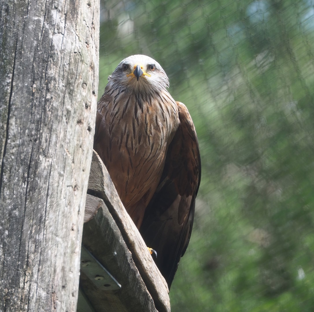 Common black kite (Milvus migrans migrans), 2022-06-12