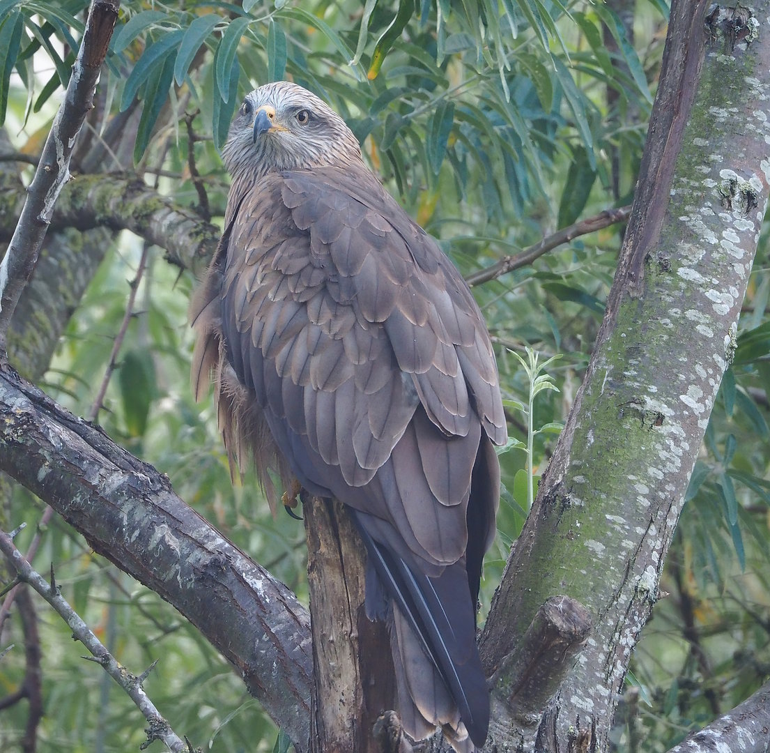 Common black kite (Milvus migrans migrans), 2022-08-28