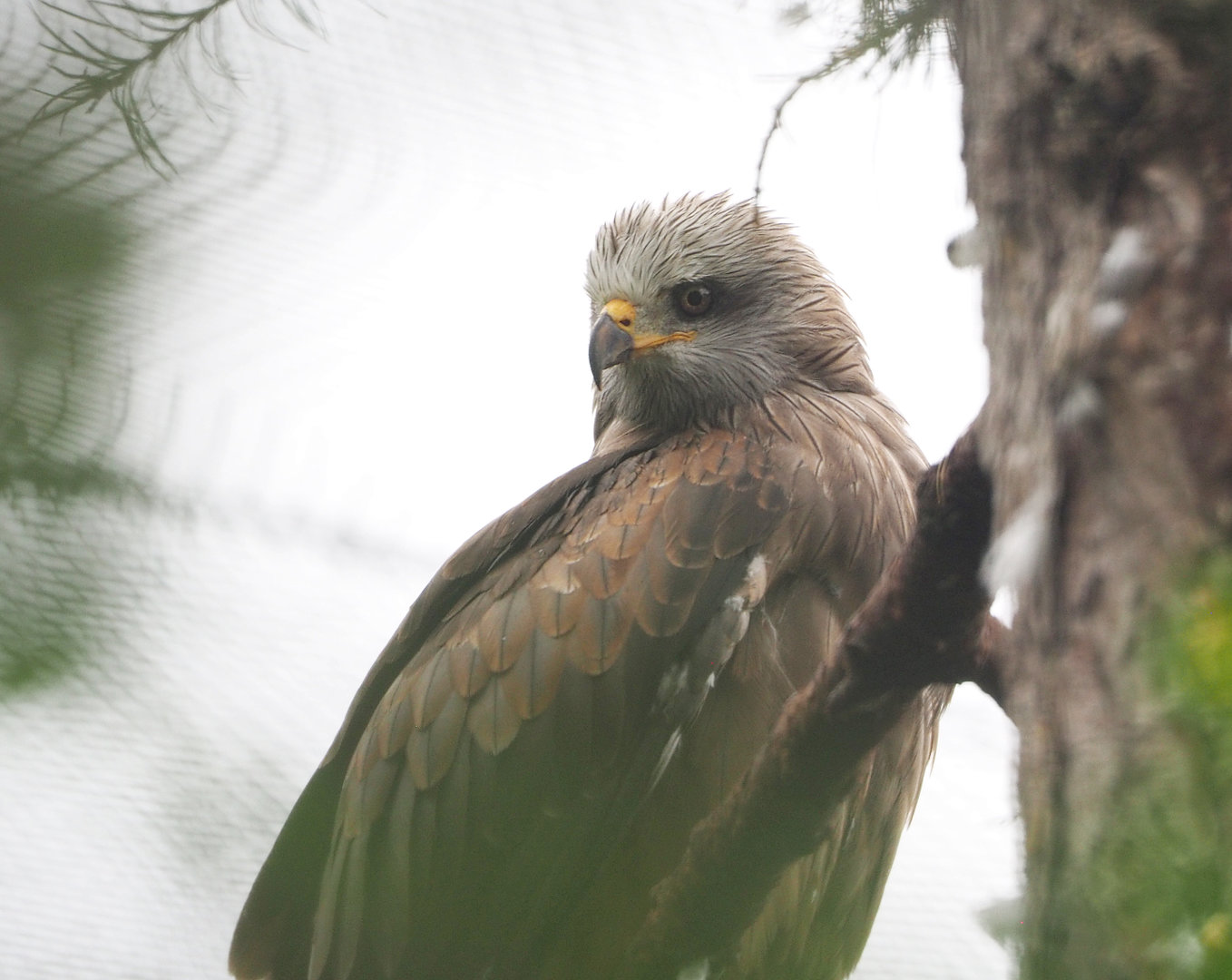 Common black kite (Milvus migrans migrans), 2022-09-14