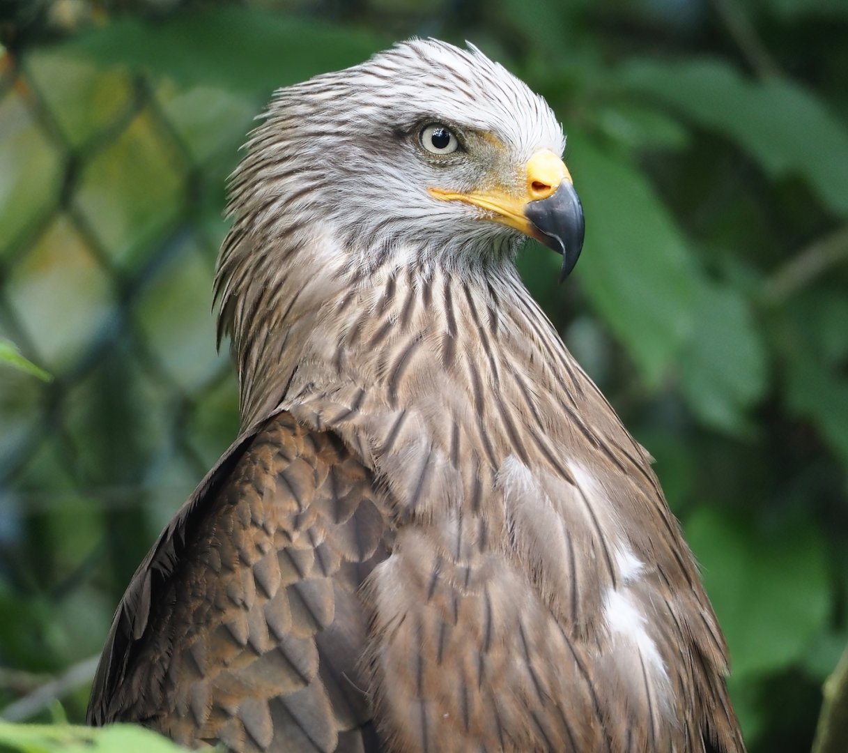 Common black kite (Milvus migrans migrans), 2024-05-21