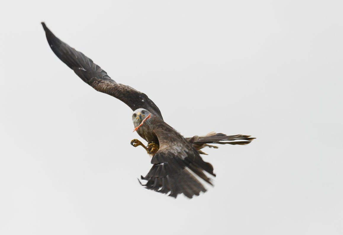 Common black kite (Milvus migrans migrans)