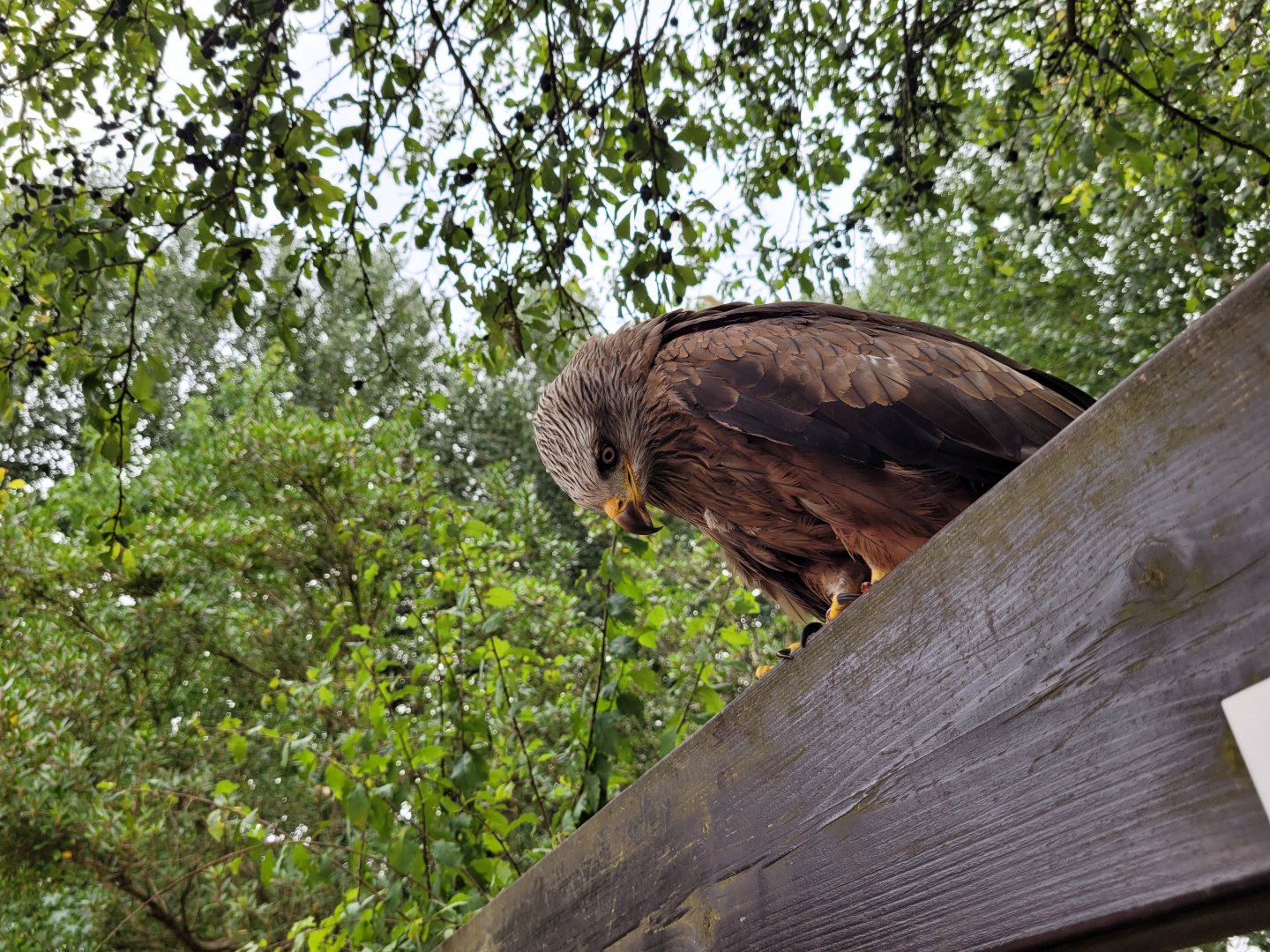 Common black kite -Parque de la Naturaleza de Cabárceno (2022)