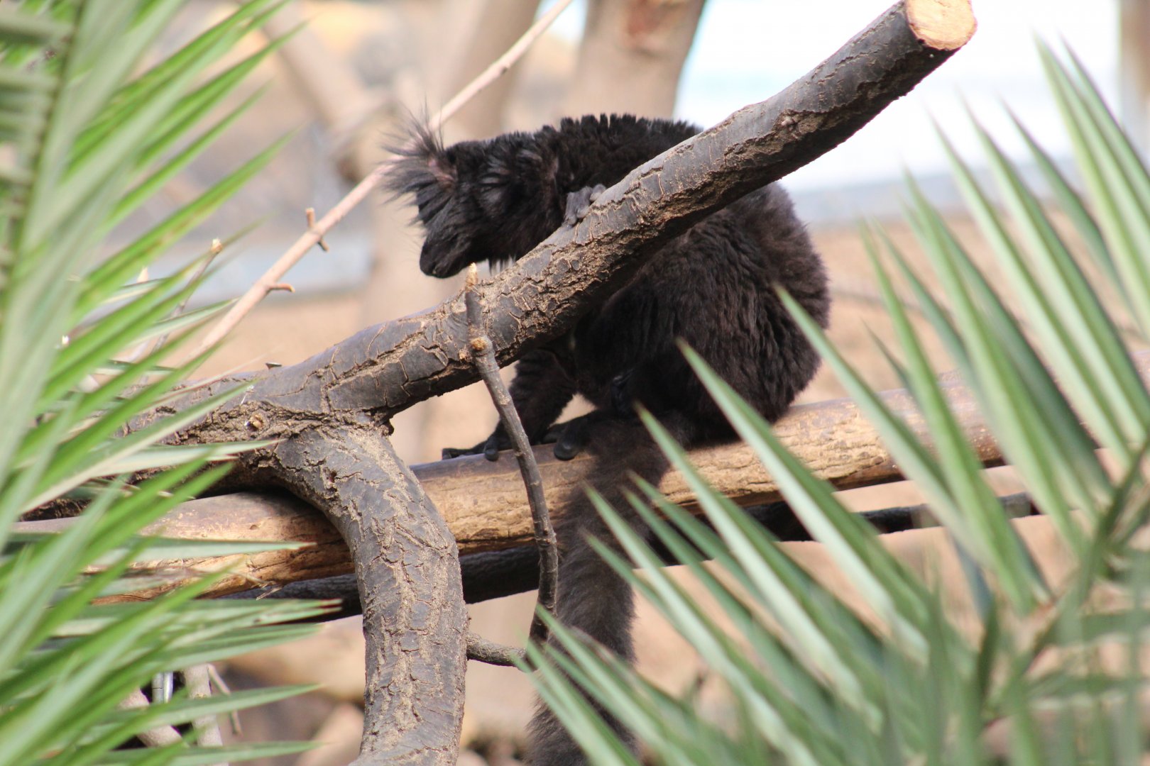 Common Black Lemur