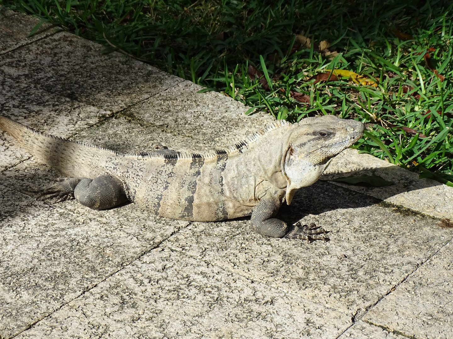 Common (black) Spiny-tailed iguana (Ctenosaura similis)