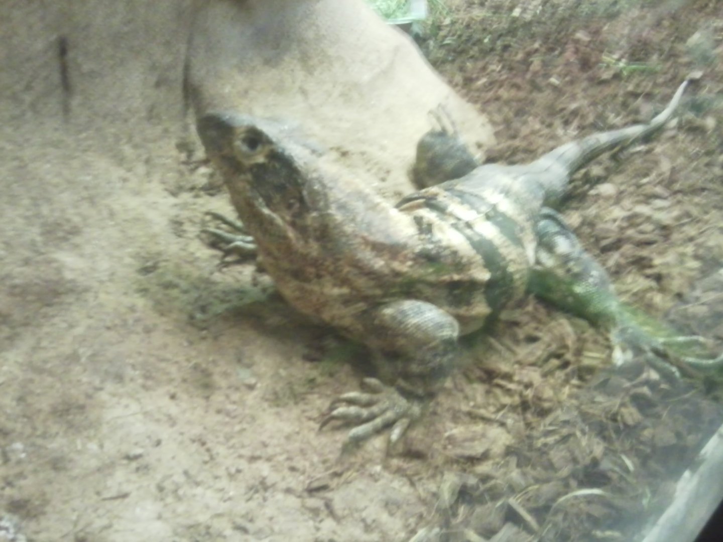 Common (black) spiny-tailed iguana