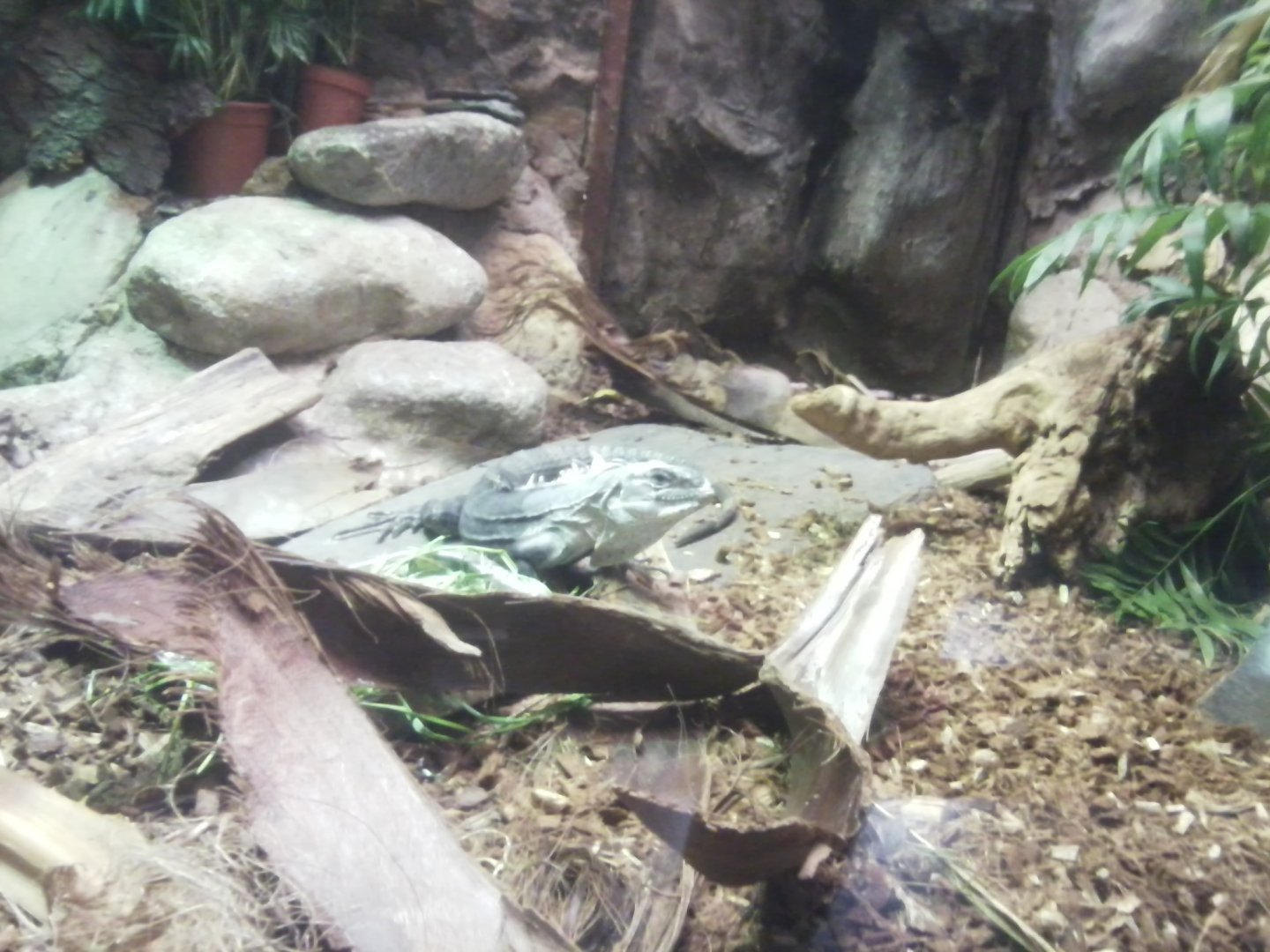 Common (black) spiny-tailed iguana