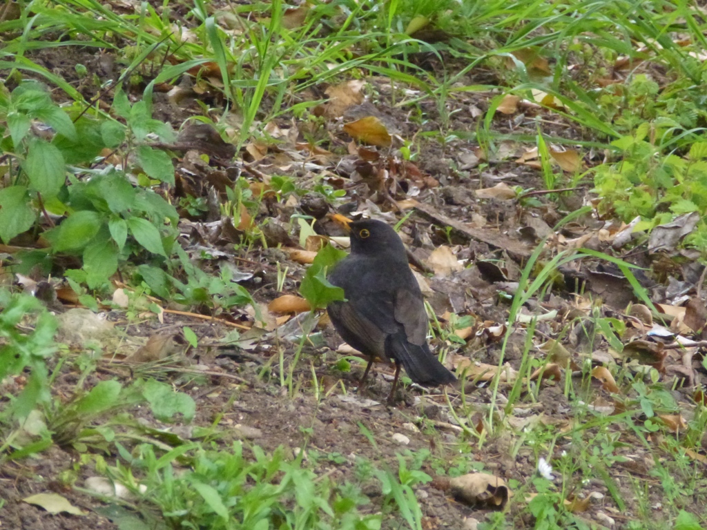 Common blackbird 4.4.15