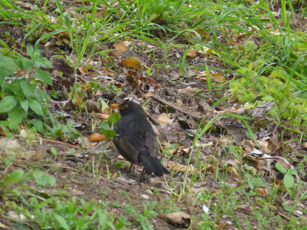 Common blackbird 4.4.15