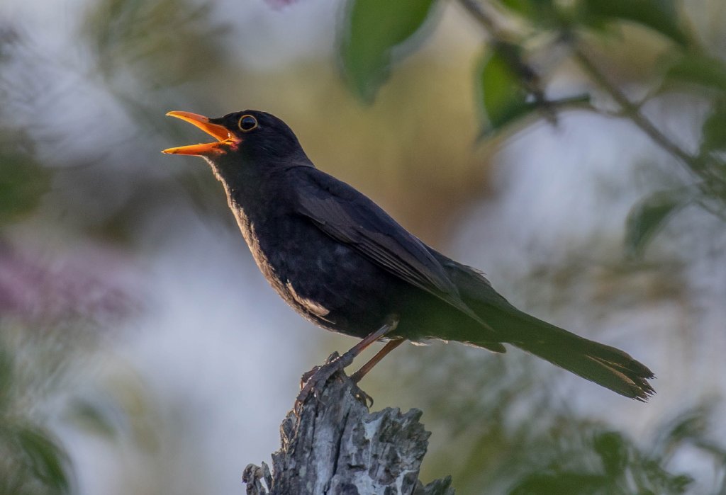 Common Blackbird female vocalising