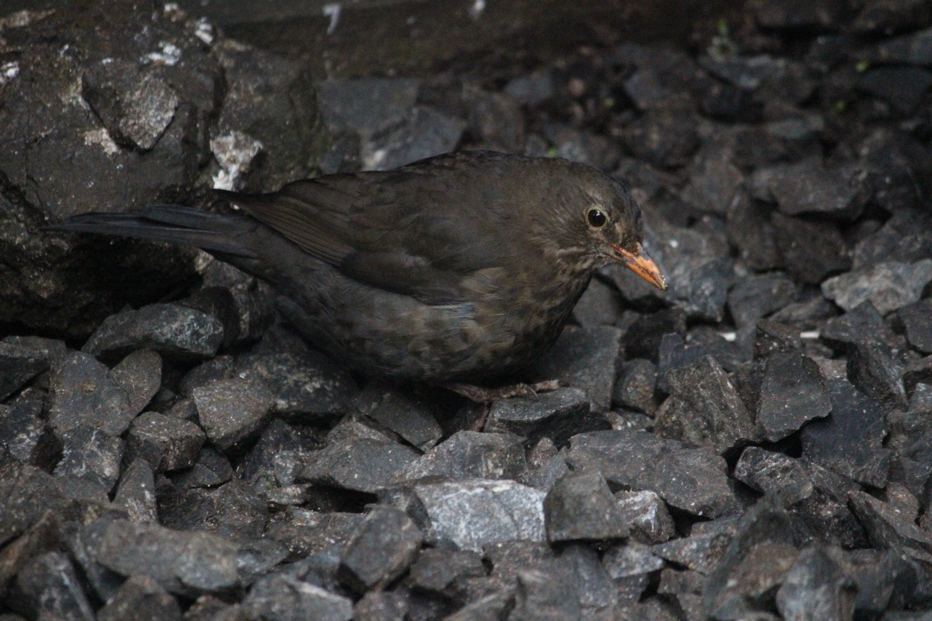 Common Blackbird female