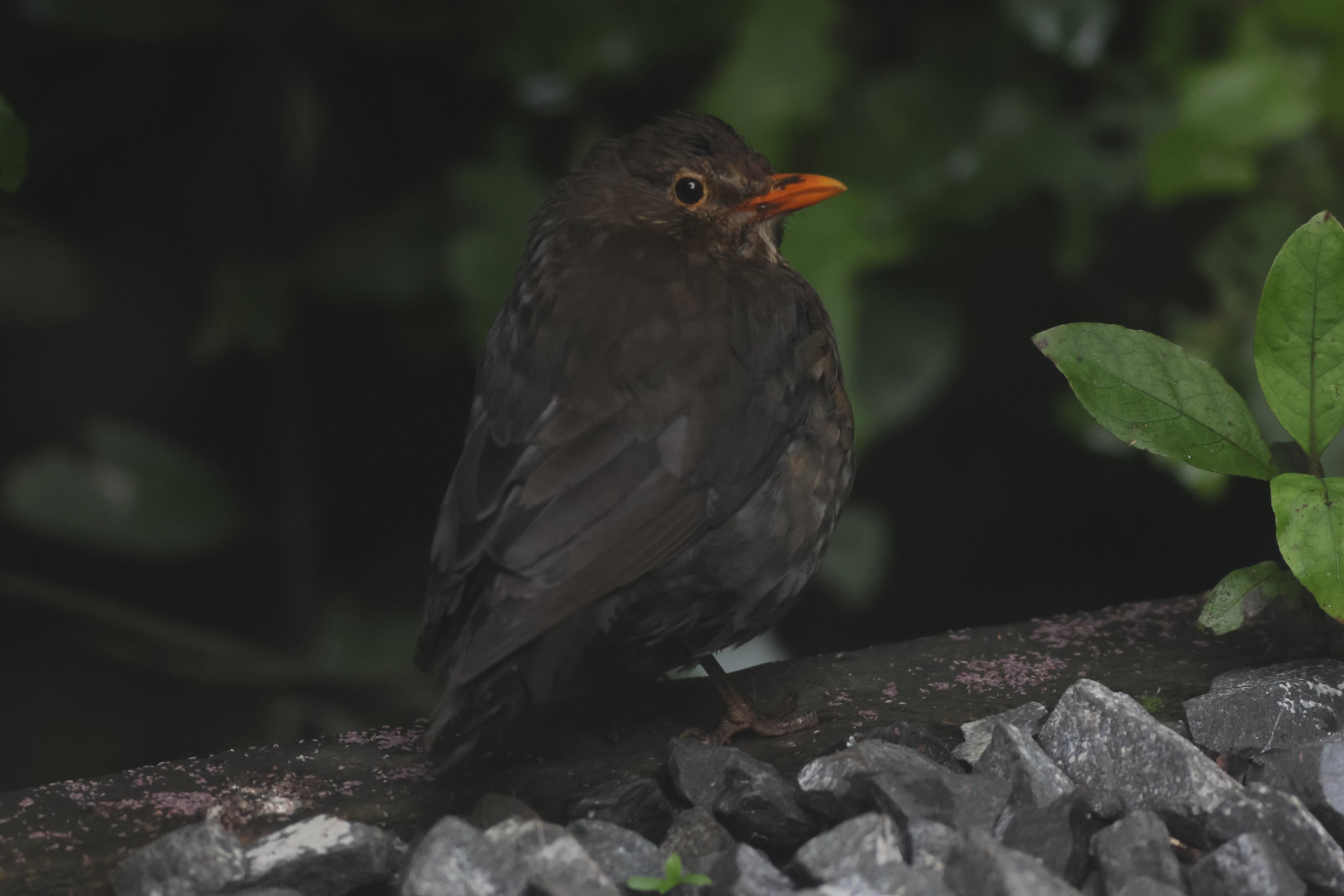 Common Blackbird female