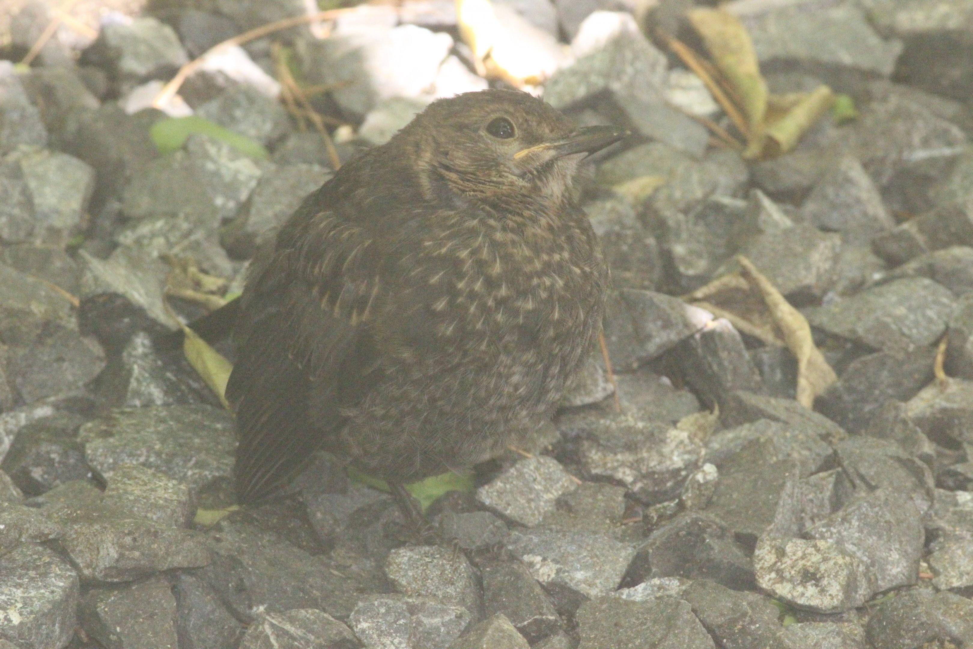 Common Blackbird juvenile