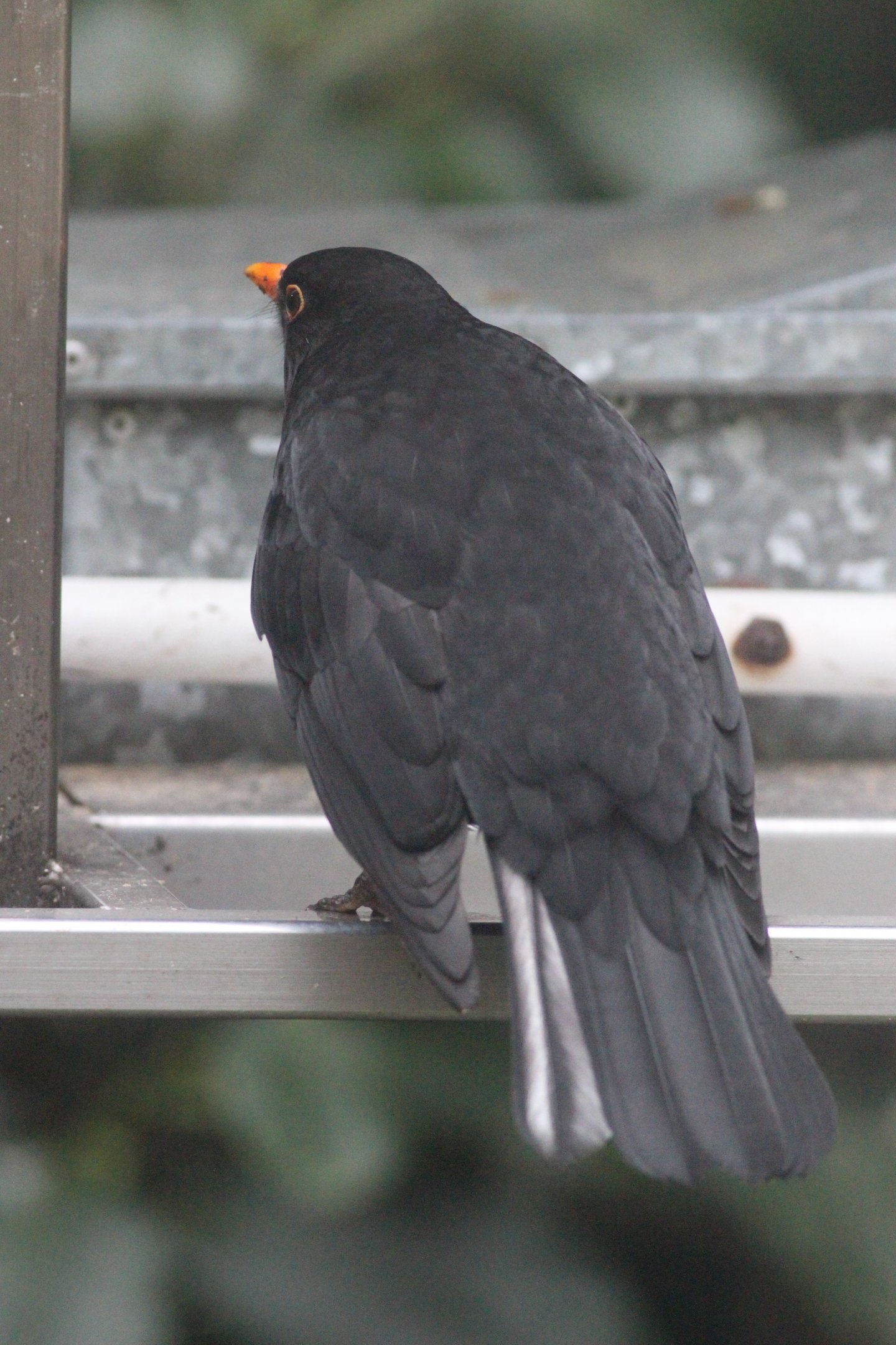 Common Blackbird male (mild colour aberration)