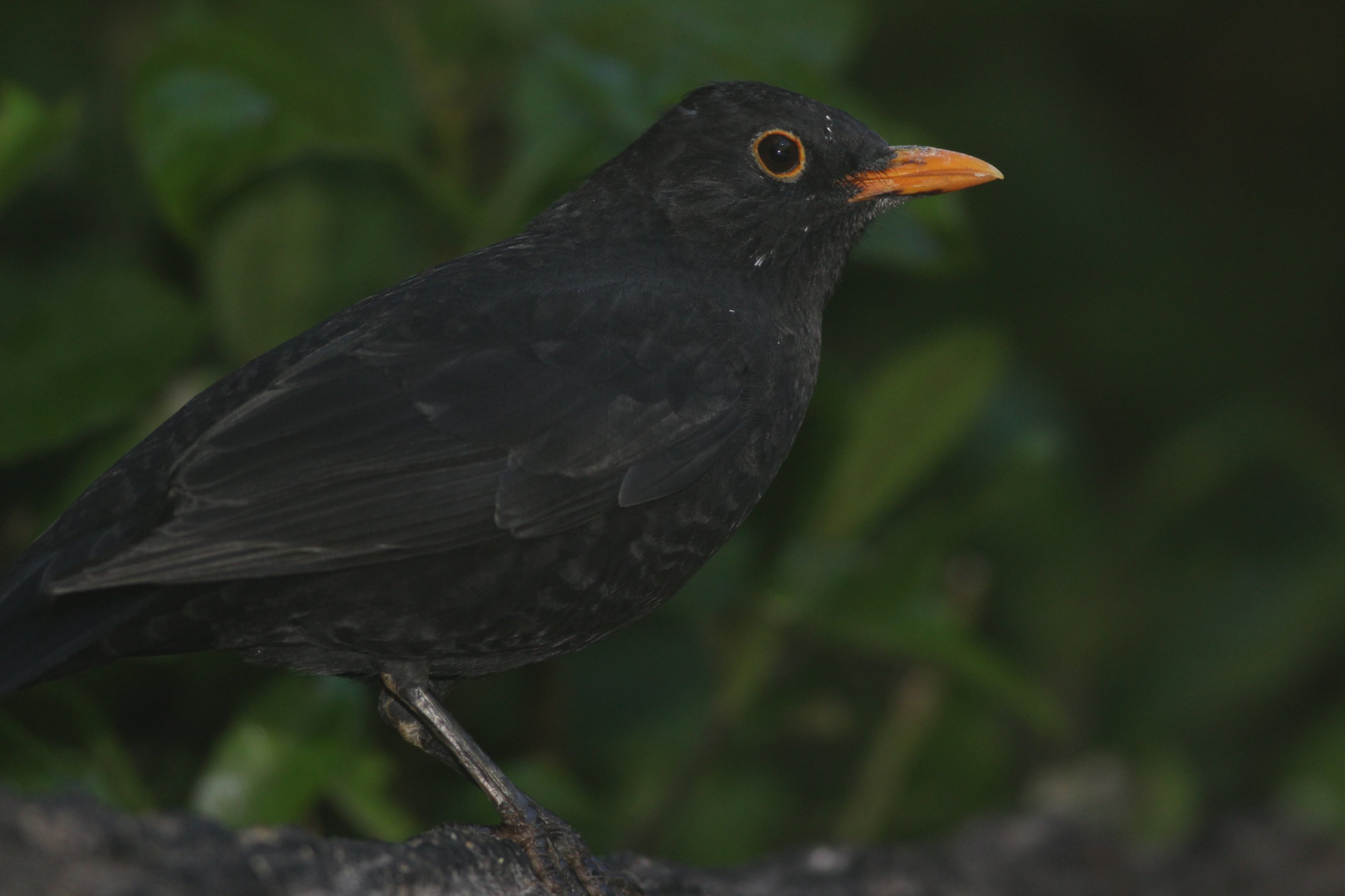 Common Blackbird male