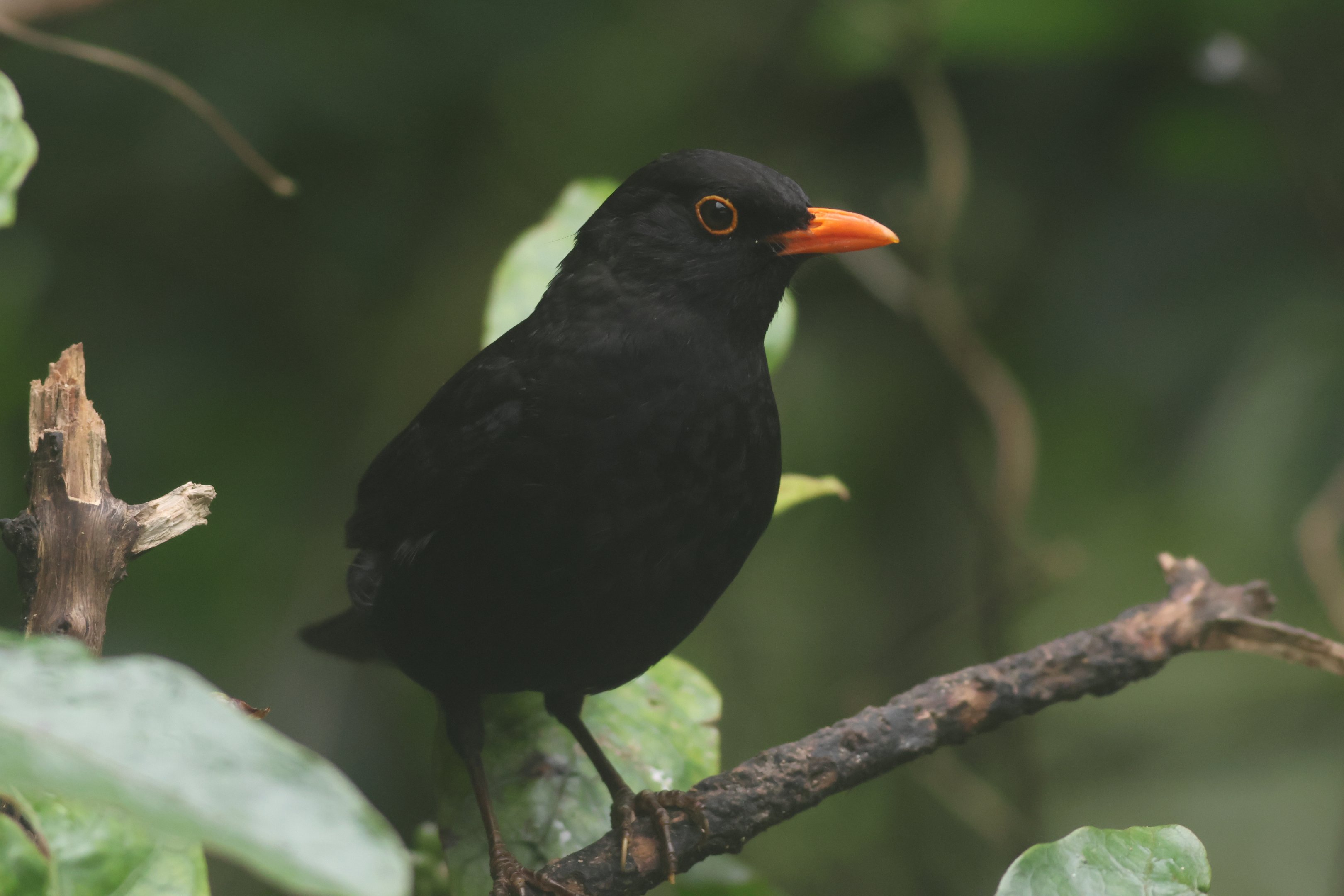 Common Blackbird male