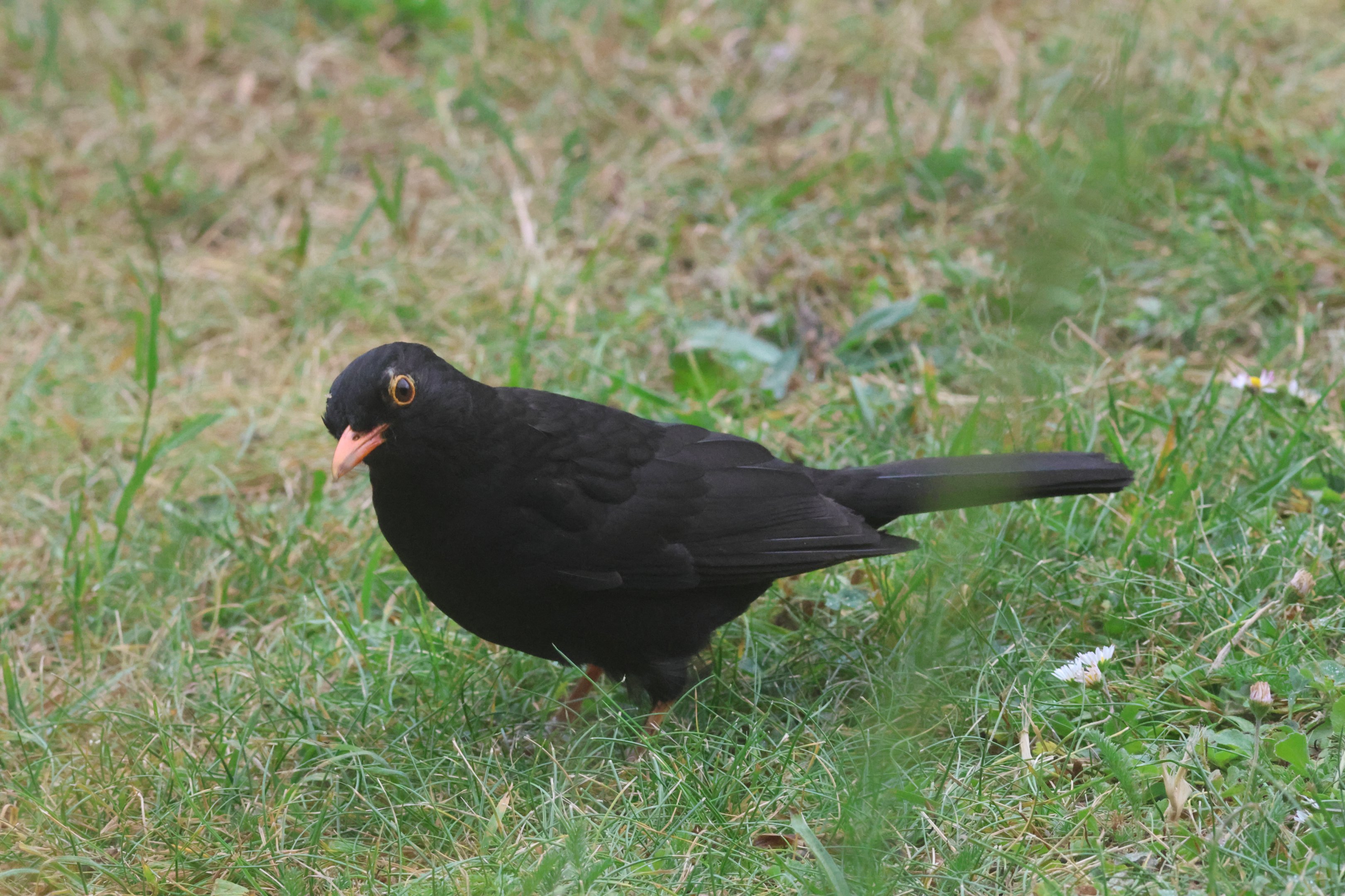 Common Blackbird male