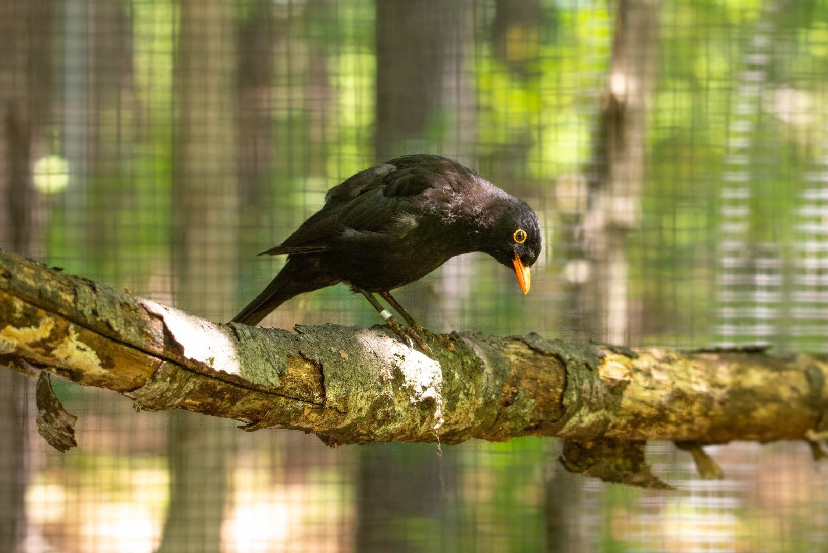 Common Blackbird- (Turdus merula)