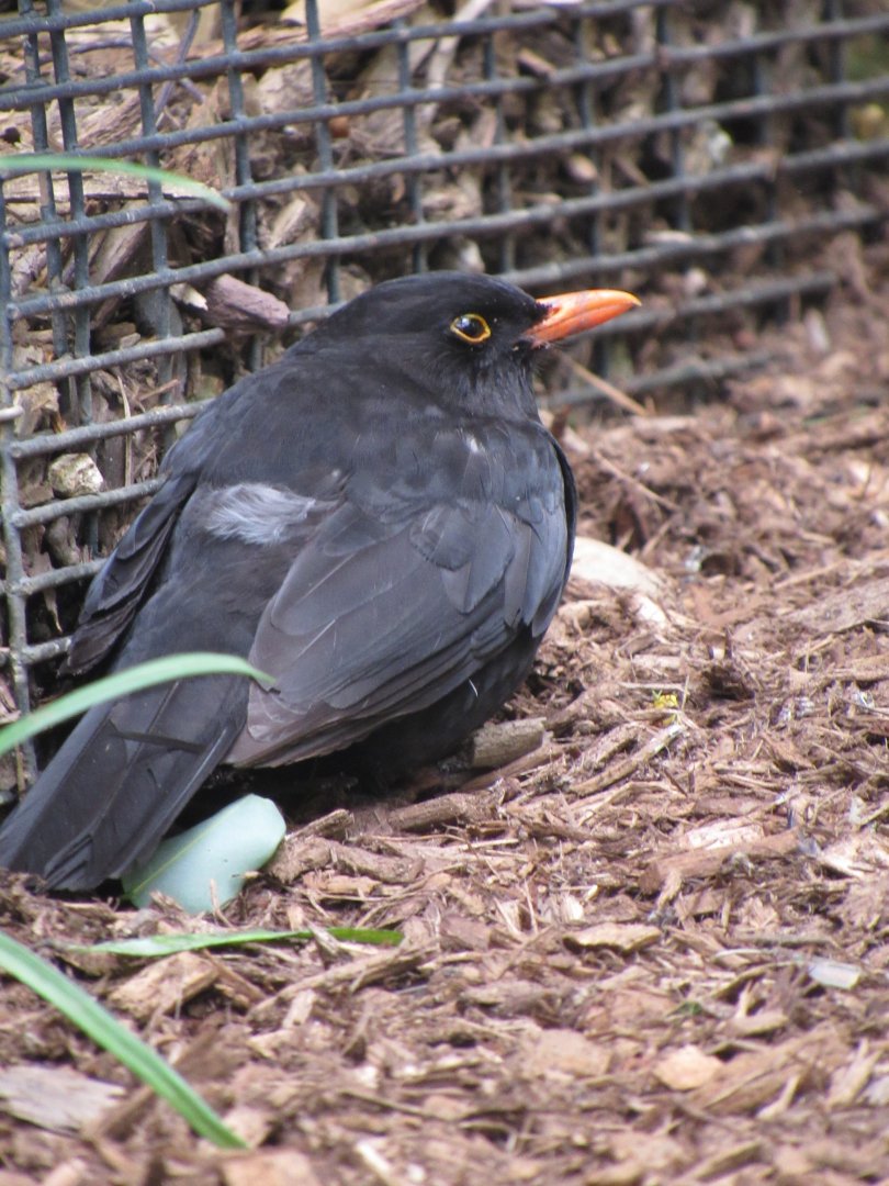 Common blackbird