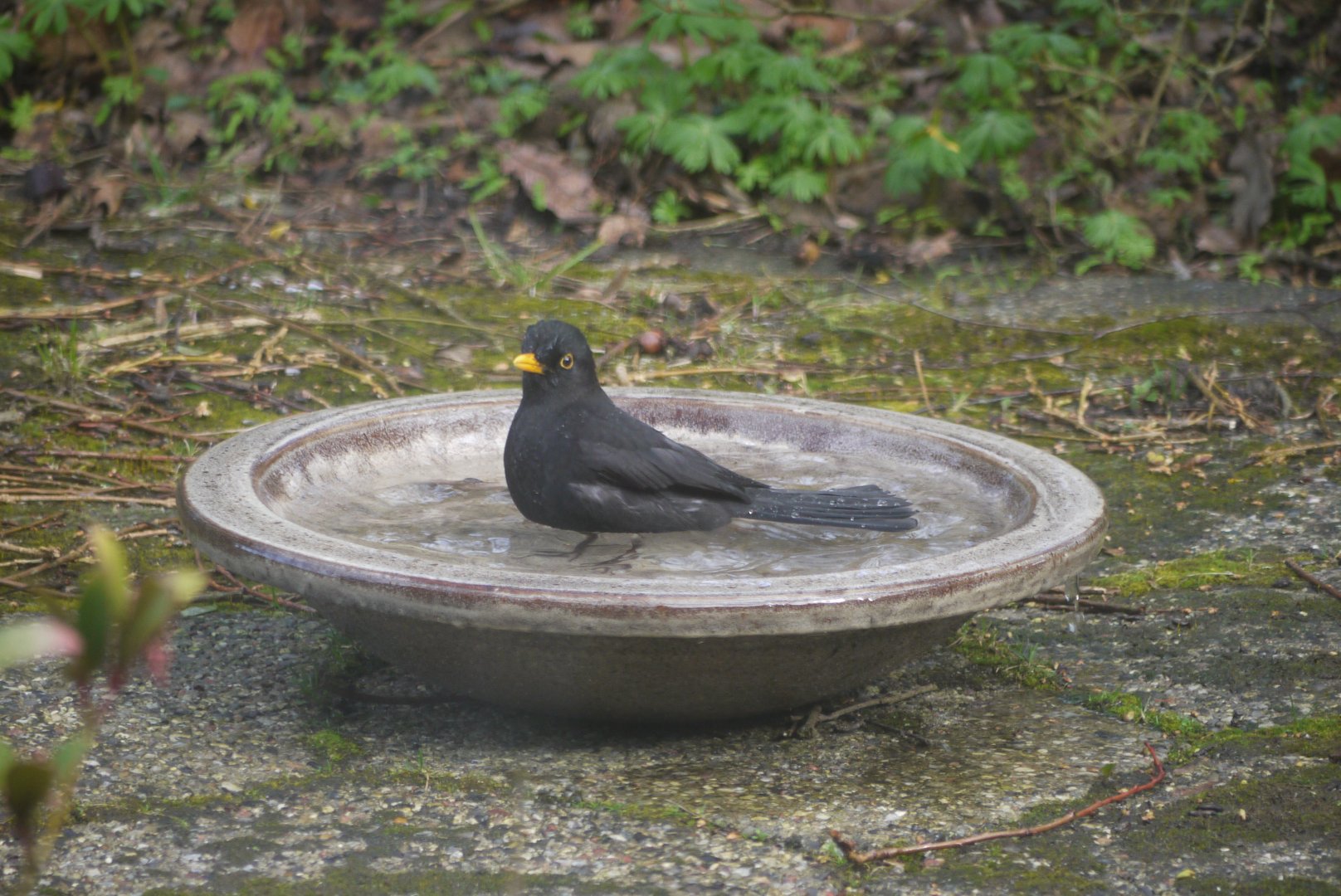 Common Blackbird