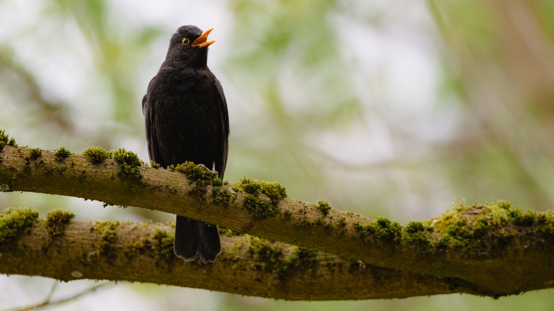 Common blackbird