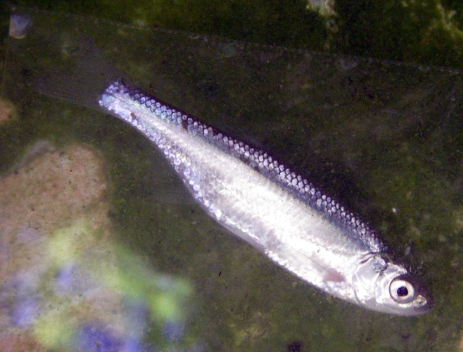 Common Bleak (Alburnus alburnus)