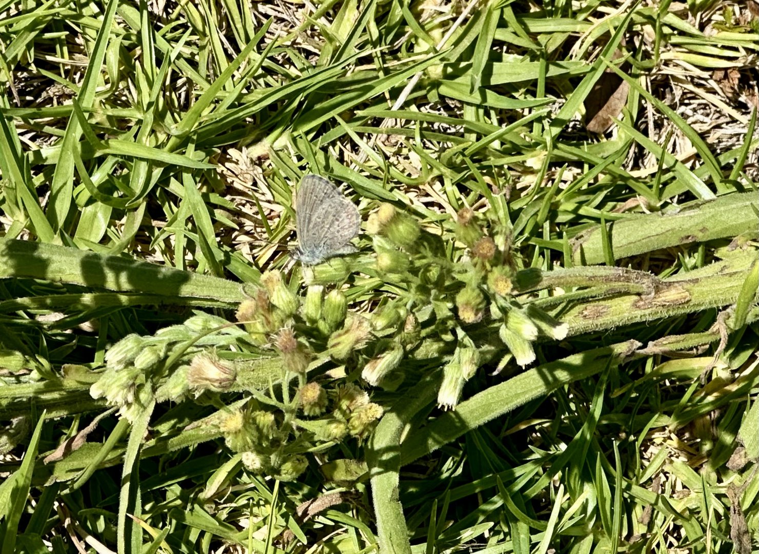 Common blue butterfly (Zizina otis labradus)