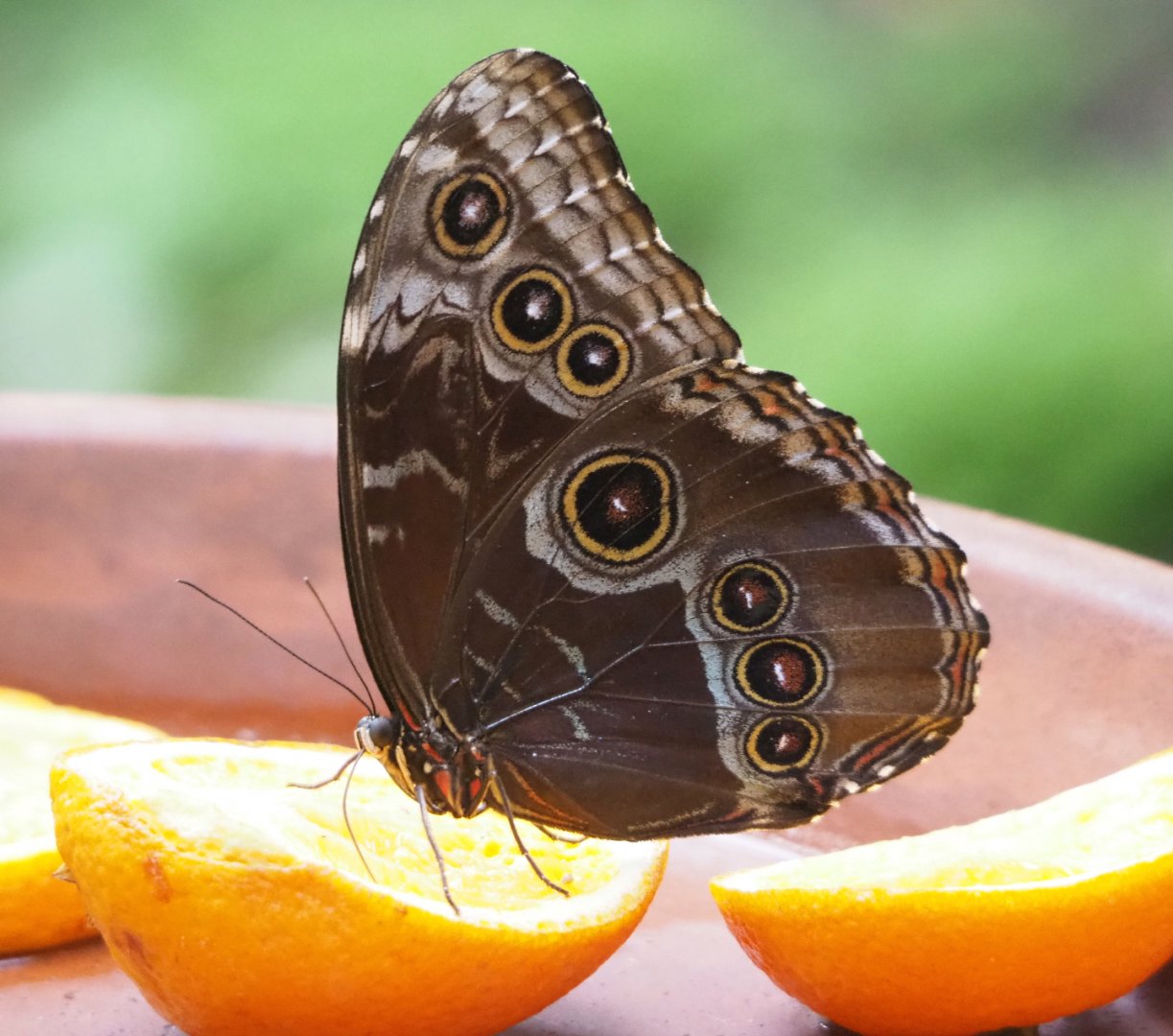 Common blue morpho (Morpho peleides), 2022-05-26