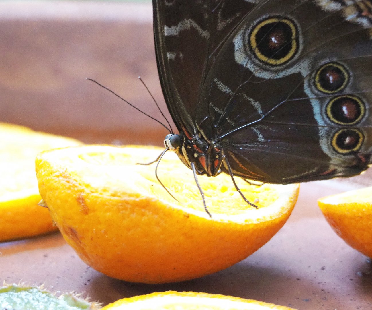 Common blue morpho (Morpho peleides), 2022-05-26