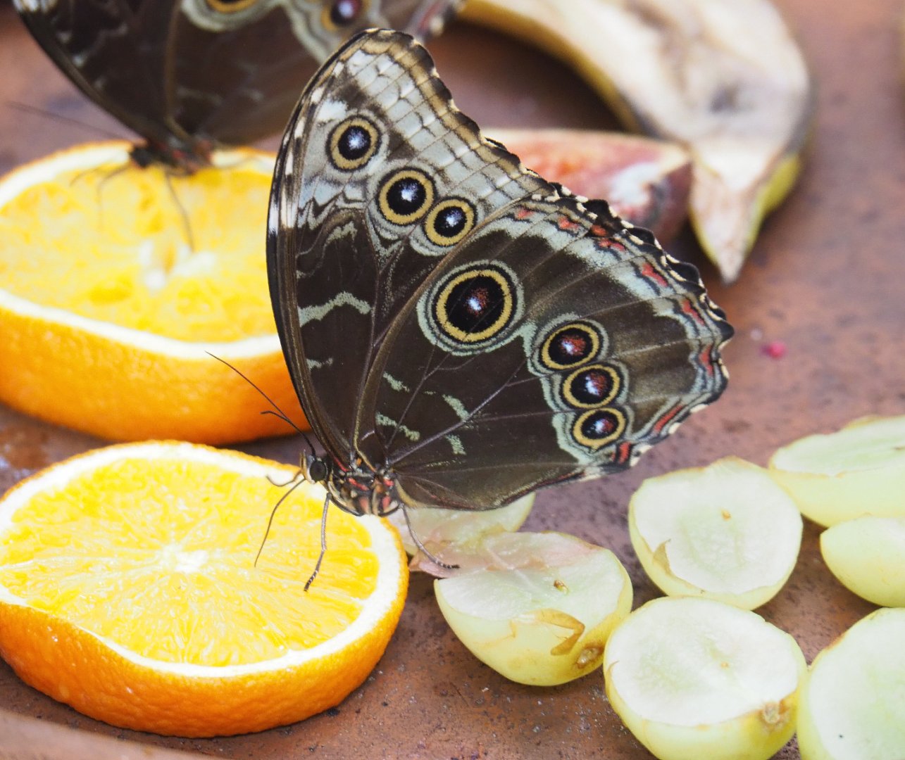Common blue Morpho (Morpho peleides) feeding on fruit, 2022-03-16