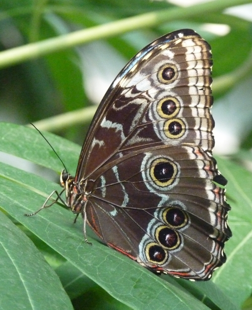 Common blue morpho (Morpho peleides)
