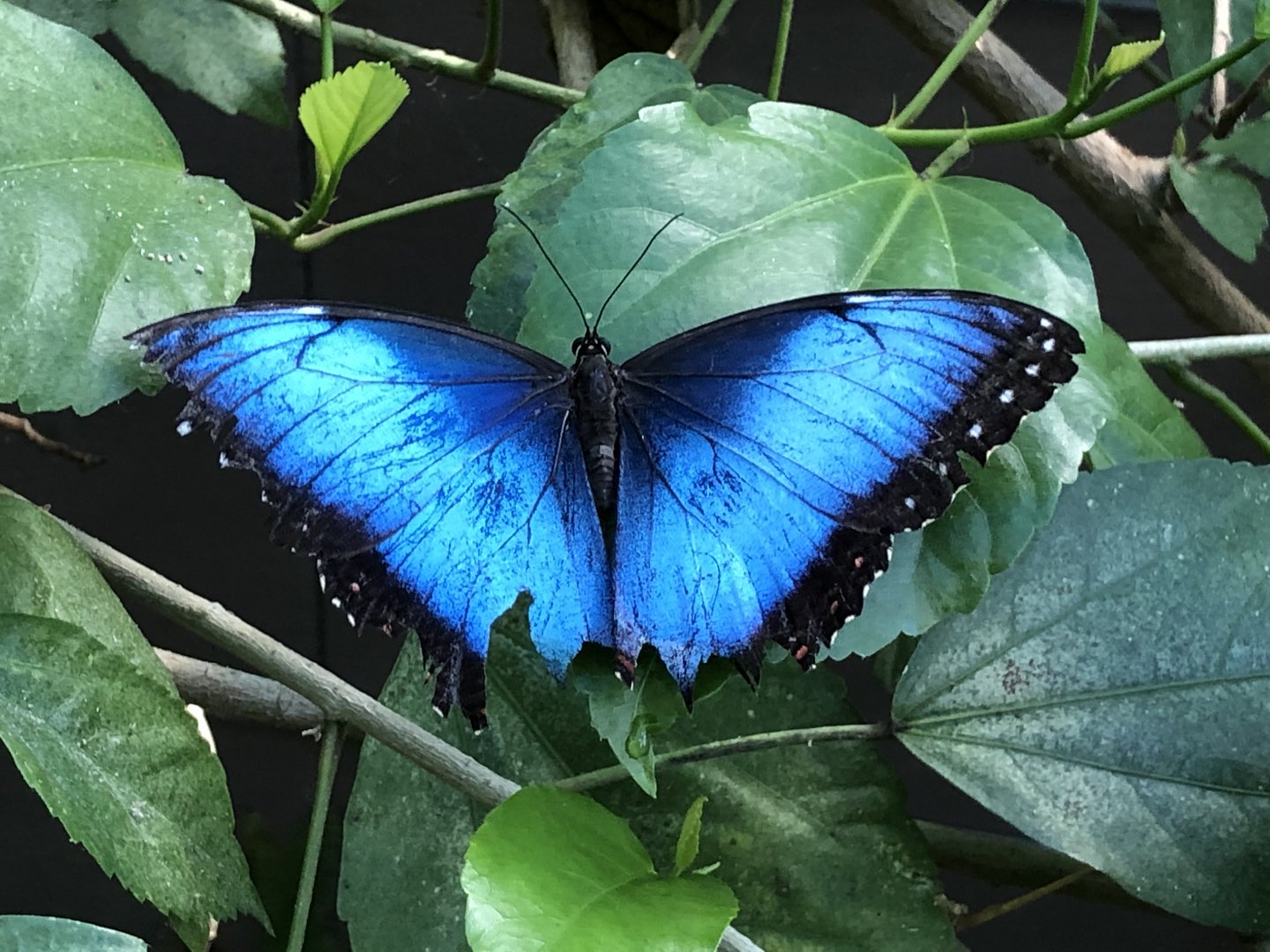 Common blue morpho
