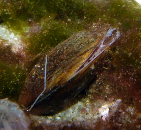 Common blue mussel (Mytilus edulis)