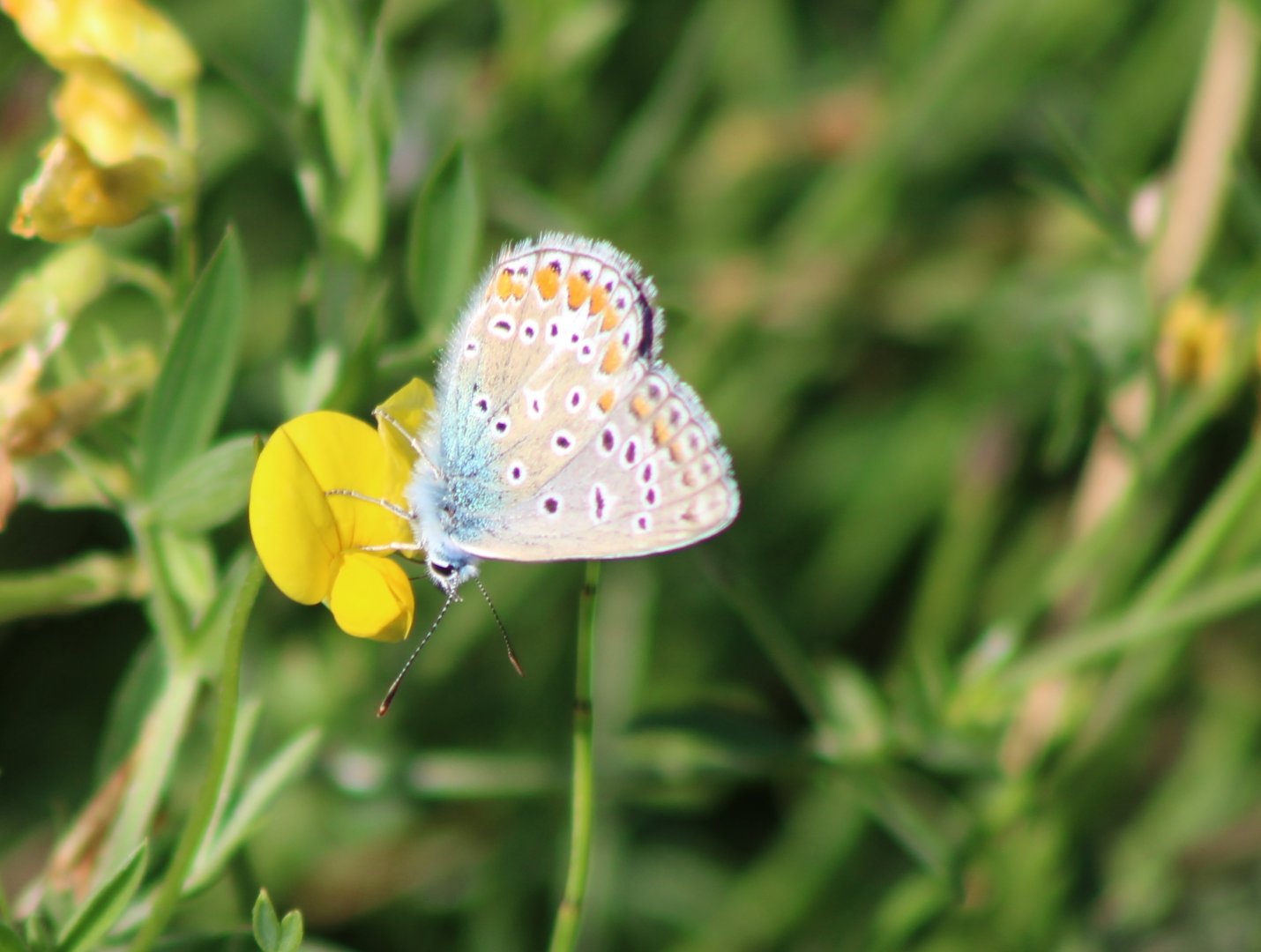 Common blue - Polyommatus icarus - male with closed wings