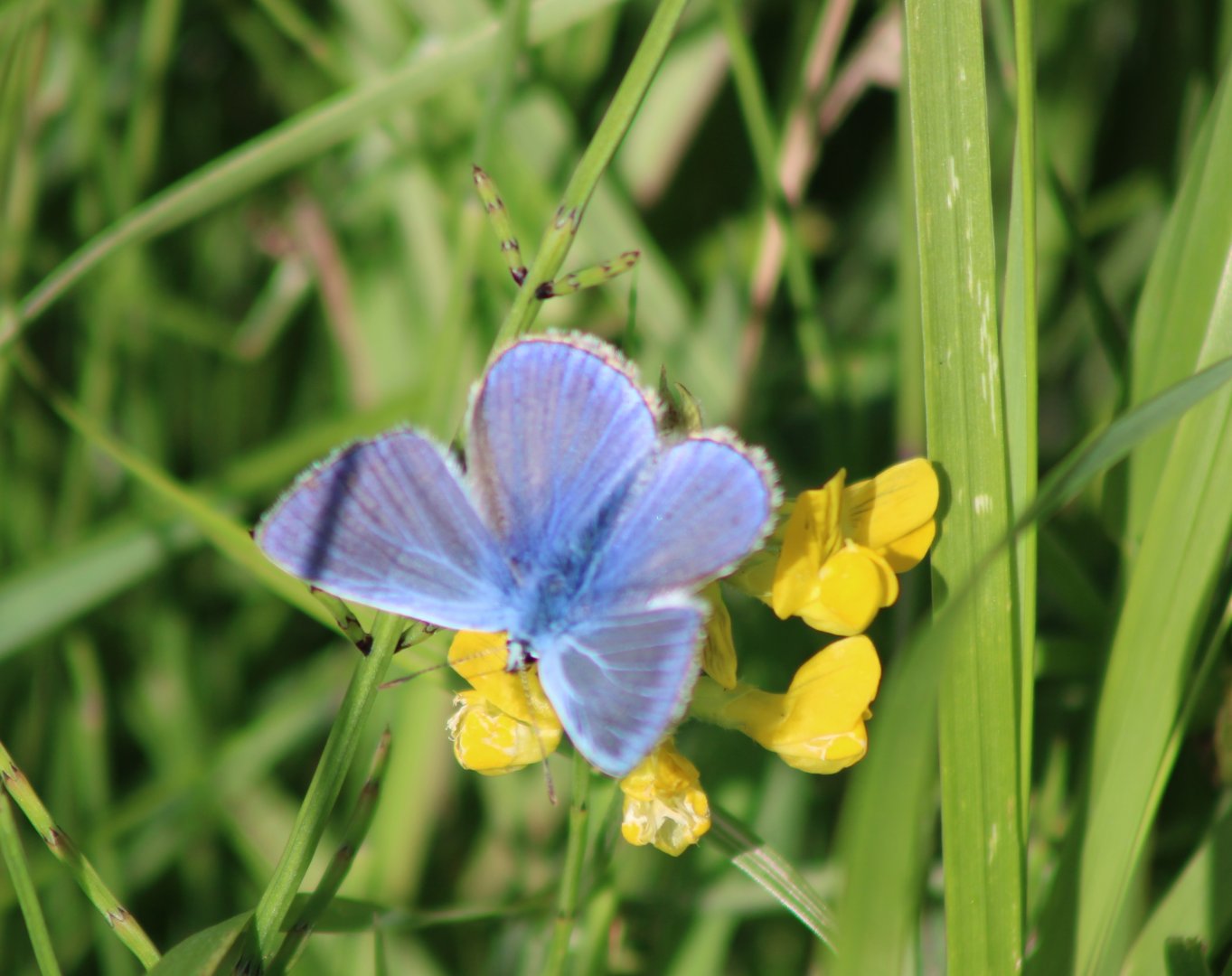 Common blue - Polyommatus icarus - male with open wings