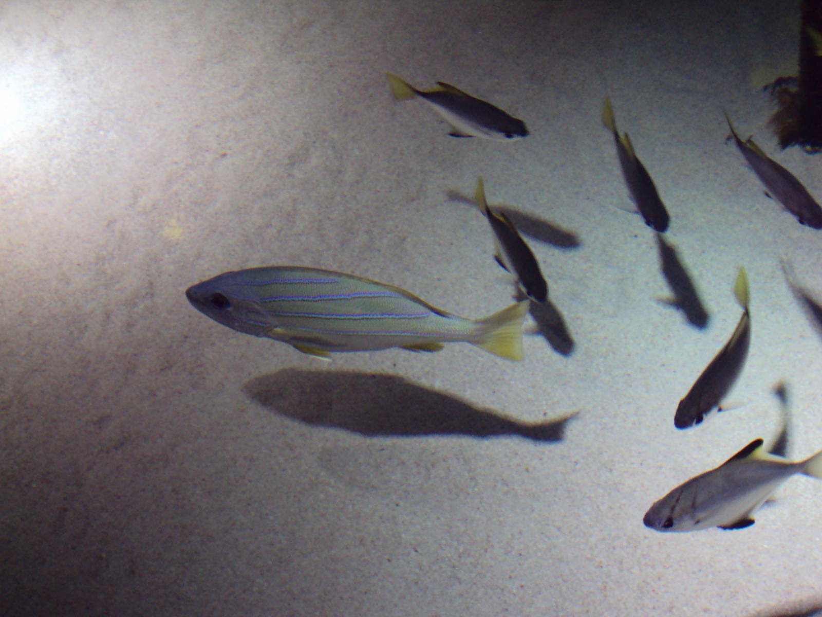 Common Blue Stripe Snapper and Mono