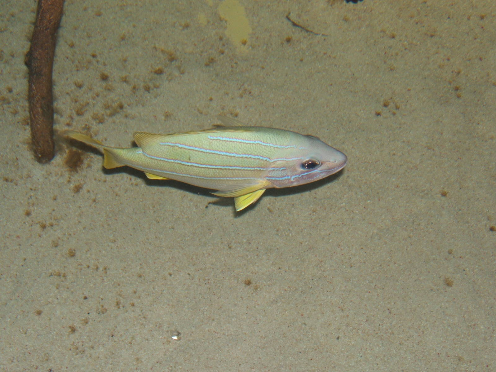 Common Blue Stripe Snapper