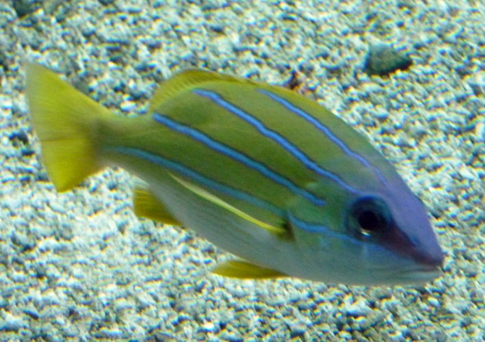 Common blue-striped seaperch (Lutjanus kasmira)