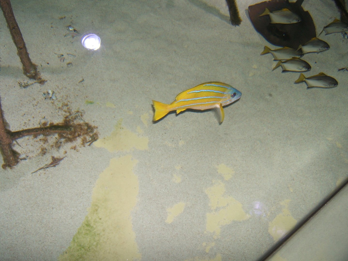 Common Blue-striped Snapper (Lutjanus kasmira) 30/07/2017