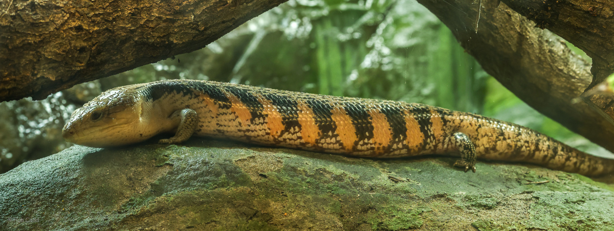 Common blue-tongued skink : Colchester Zoo : 17 Jul 2025