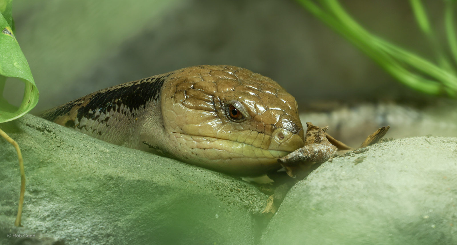 Common blue-tongued skink : Colchester Zoo : 21 Jun 2024