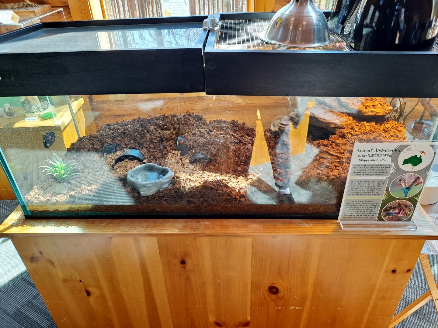 Common Blue-Tongued Skink exhibit (Pine River Nature Center, Goodells, MI, 4/16/25)