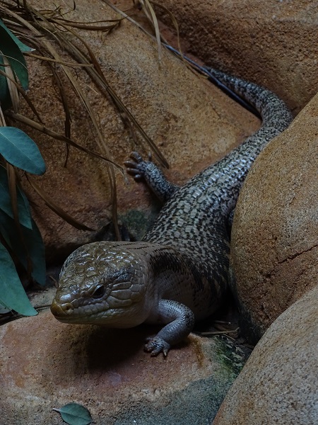 Common blue-tongued skink (Tiliqua scincoides) (07/22)