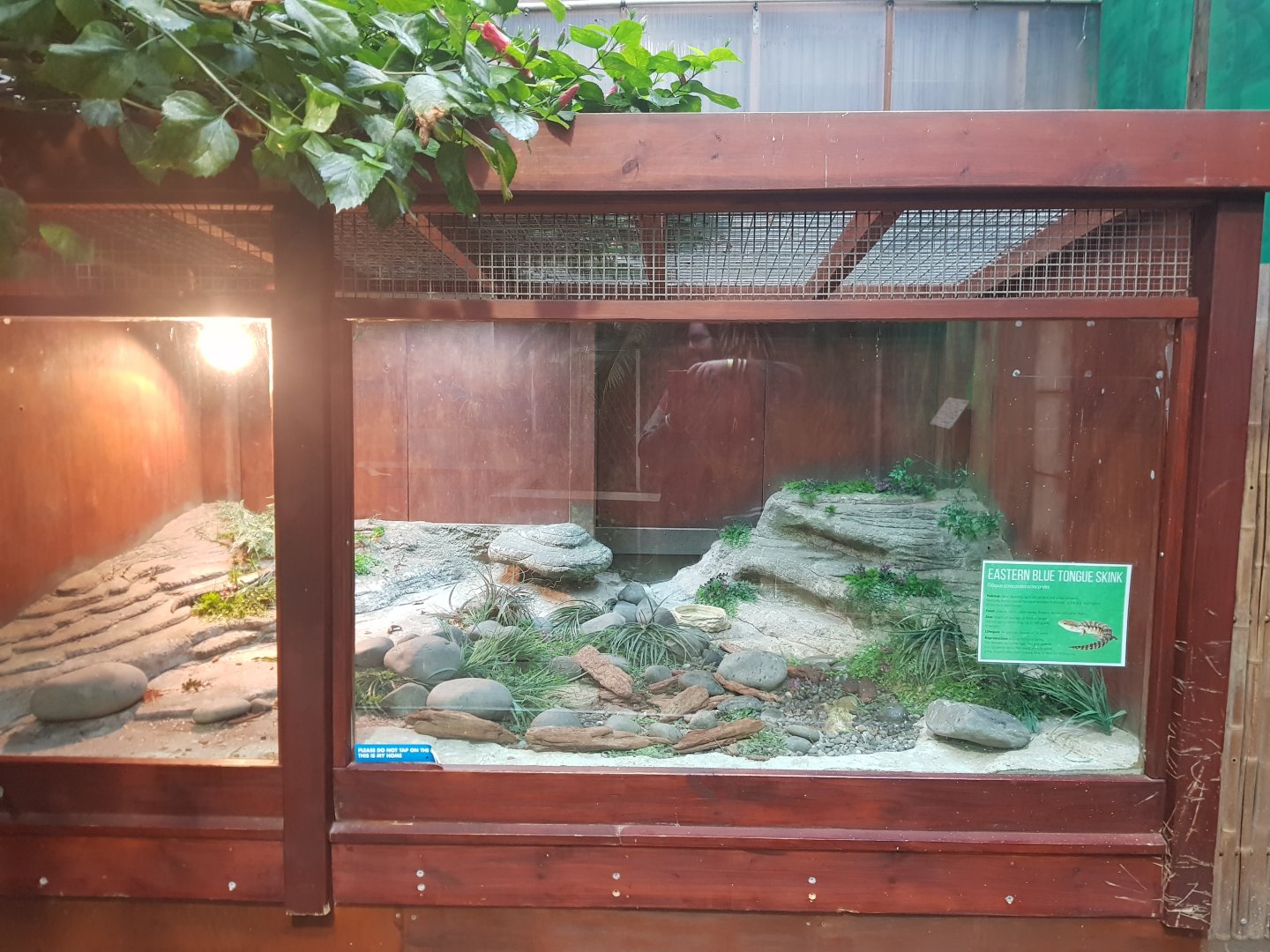 Common blue tongued skink  (Tiliqua scincoides)