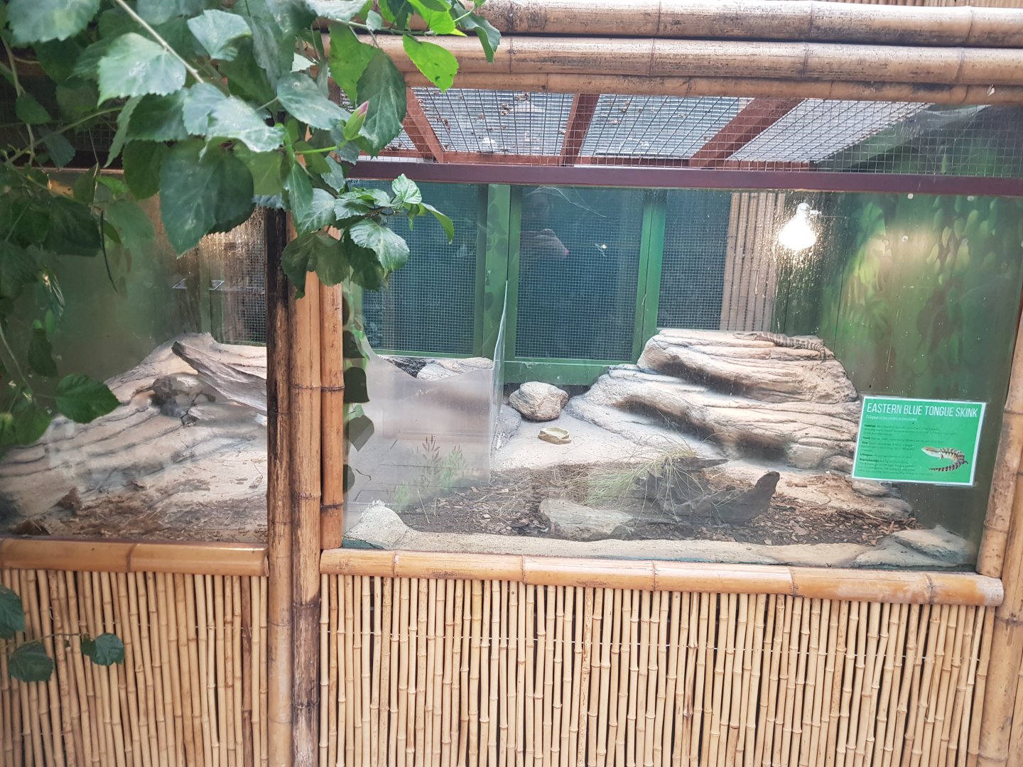 Common blue tongued skink (Tiliqua scincoides)